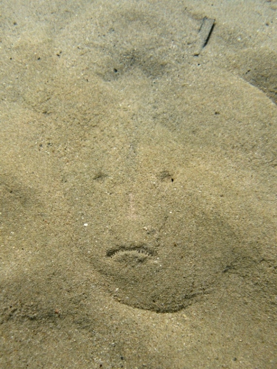 Uranoscopus scaber (Pesce prete)